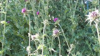 Le Chardon Marie  La Plante Médicinale Du Foie  Milk Thistle The Medicinal Plant For The Liver [upl. by Blood548]