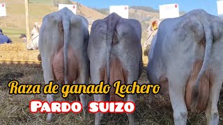 Raza De Ganado Lechero Pardo Suizo Origen Características Y Beneficios [upl. by Oidualc]