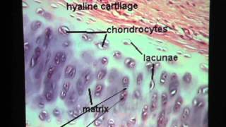 Hyaline Cartilage Connective Tissue [upl. by Bautram858]