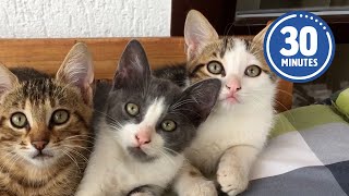 30 Minutes of the Worlds CUTEST Kittens 😻💕 [upl. by Ettennan]