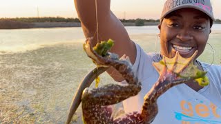 Catching FROGS On The California Delta  Bass Fishing  Bullfrog Hunting  Frog Gigging [upl. by Aronoff]