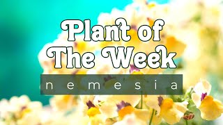 PLANT OF THE WEEK  NEMESIA [upl. by Anrehs]