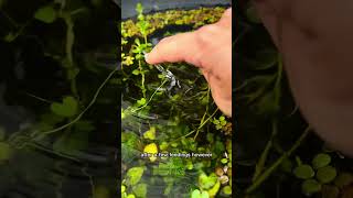 Mosquito fish intelligence 🧠🐟 freshwateraquarium [upl. by Bergquist]