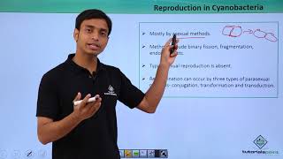 Class 11th – Cyanobacteria – Reproduction  Biological Classification  Tutorials Point [upl. by Lakym180]