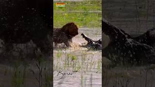 Blood Feud between Lion King amp Crocodile over Food [upl. by Anatnom597]