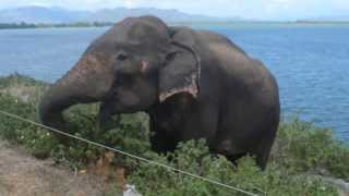 Udawalawa National Park  Elephant begging foods [upl. by Esylle]