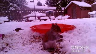 Wildlife camera Seattle Snowmageddon 2019  Birds nquot Squirrels [upl. by Marcelline]