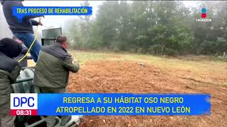 Oso negro regresa a su hábitat  De Pisa y Corre [upl. by Attegroeg]