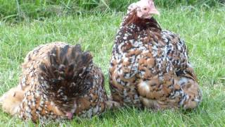 Millefleur Pekin Bantams [upl. by Elokcin]