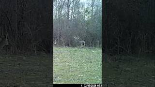 Trail Cam Bucks Over The Years deer hunting bigbucks [upl. by Smitty]