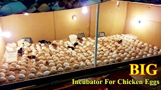 Incubator for Chicken Eggs  BIG Incubator For Hatching Eggs at Home  Egg Incubator  Birds Palace [upl. by Sherburne]