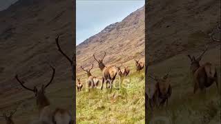 Red Deer in Action A Stunning SlowMotion Herd Run in Scotlandviralbeautifulreddeer [upl. by Rother]