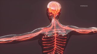 The brain and spinal cord connection  Healthwatch 16 [upl. by Croteau]