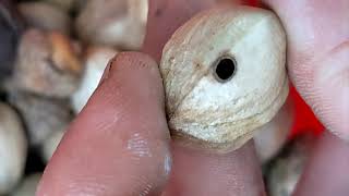 Harvesting Hickory Nuts Tips  See a Hole Chuck That Nut [upl. by Wahl]