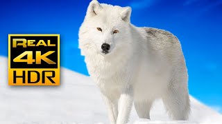 Majestic Winter Wildlife in 4K HDR 🐺❄️Arctic Wolves Foxes and More  Relax Music 4K TV Screensaver [upl. by Erasmus]