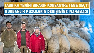 Fabrika Yemini Bırakıp Konsantre Yeme Geçti  Kurbanlık Kuzuların Değişimine İnanamadı [upl. by Enaitsirk]