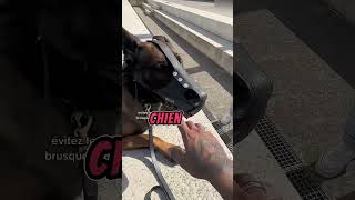 Il frappe mon chien car je retire la muselière… miseenscene dogshorts k9 malinois dogpolice [upl. by Harv]