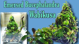 How to Make Emersed Bucephalandra Wabikusa  Mini Buce Table Decor [upl. by Yonatan]