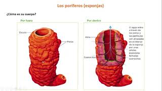 Invertebrados Poríferos y Cnidarios 1º ESO [upl. by Ahswat368]