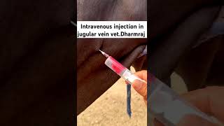 Intravenous injection in jugular vein  Vet Dharmraj  IV injection 💉 veterinary shorts [upl. by Yrrehc463]