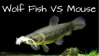 Wolf fish VS mouse How Fast He Got Him [upl. by Jermayne]