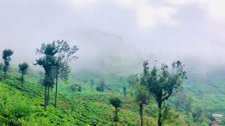 Idalgashinna Mountain in an evening⛰️🗻🇱🇰 traveller viralvideo beautifulnature mountains [upl. by Phillie911]