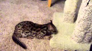 Asian Leopard Cat  Lews Therin 4 months old [upl. by Yraek]