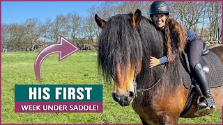 Riding a Swedish Ardennes Draft Horse Stallion in Sweden [upl. by Nemraciram]