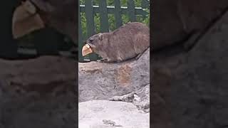 A CUTE DASSIE ROCK HYRAX HERMANUS SOUTH AFRICA whalewatching caverestaurant [upl. by Zanas791]