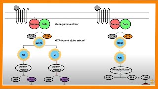 Signal Transduction Pathways GProtein Receptor Tyrosine Kinase cGMP [upl. by Grim104]