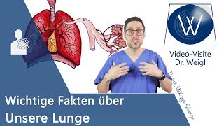 Unsere Lunge Anatomie Aufbau amp die Physiologie der Atmung verstehen  Wichtige Lungenerkrankungen [upl. by Nnelg]