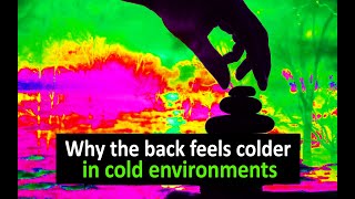 Why the back feels colder in cold environments [upl. by Arthur]