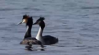 Great Crested Grebes at Linlithgow Loch 4KUHD [upl. by Drewett]