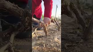 Grape vine winterizing cultivation process [upl. by Akcemat]