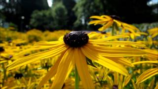 Ruige rudbeckia Rudbeckia hirta  20120809 [upl. by Samuele835]