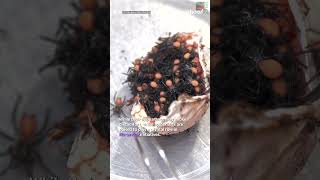 Terrifying footage captures funnelweb spiders hatching from egg sac  shorts yahooaustralia [upl. by Burgener]