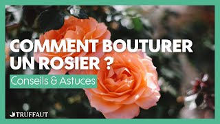 Comment bouturer un rosier   Truffaut [upl. by Randa164]