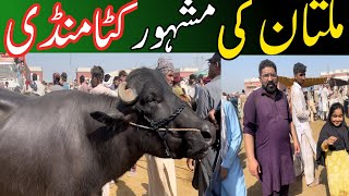 Multan ke mashoor katta Mandi  Multan cow Mandi  bakramandi eiduladha2024 [upl. by Euseibbob]