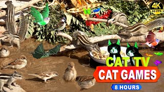 CAT TV  ENTERTAINMENT VIDEO FOR CATS TO WATCH 4K 8HOURS NONSTOP FUN FOR CATS  🐱 [upl. by Caitlin]