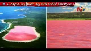 Pink Lake Hillier attracts Australia Tourists  NTV [upl. by Ettenirt669]