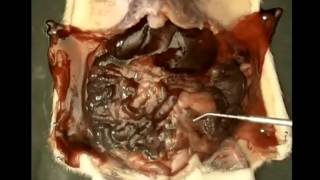 Rat Dissection Part 8  The Digestive System [upl. by Sherline]