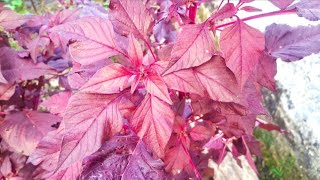 Red Amaranth Leaves Plant [upl. by Kenrick]