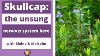 Get To Know Skullcap The Unsung Nervous System amp Pain Hero [upl. by Charlton]