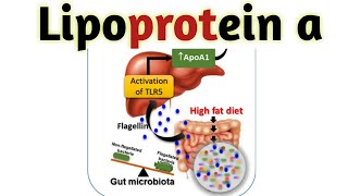 Lipoproteins in hindi  Lipoproteins [upl. by Piwowar781]