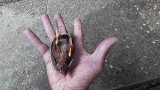 Inside the Aviary button quails [upl. by Weinrich]