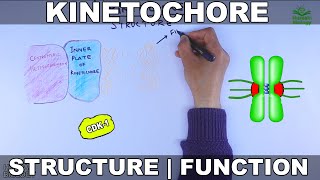 Kinetochore  Structure and Function [upl. by Andromede248]