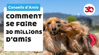 Sociabiliser son chien  Conseils dAmis [upl. by Arevle]