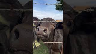 Pasture Raised Cows Are Happy Cows Cute Cows cow cowvideos cows grassfedbeef carnivore beef [upl. by Ahsekal725]