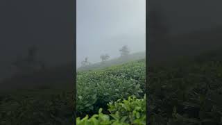 Samse tea estate chikkamagaluru kalasa kalasa nature surajkm [upl. by Corvese703]