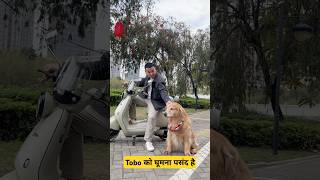 🐕Tobo को बहार घूमना पसंद है  mini wood toy  woodworking art skills  hand crafts shorts pets [upl. by Notsew139]